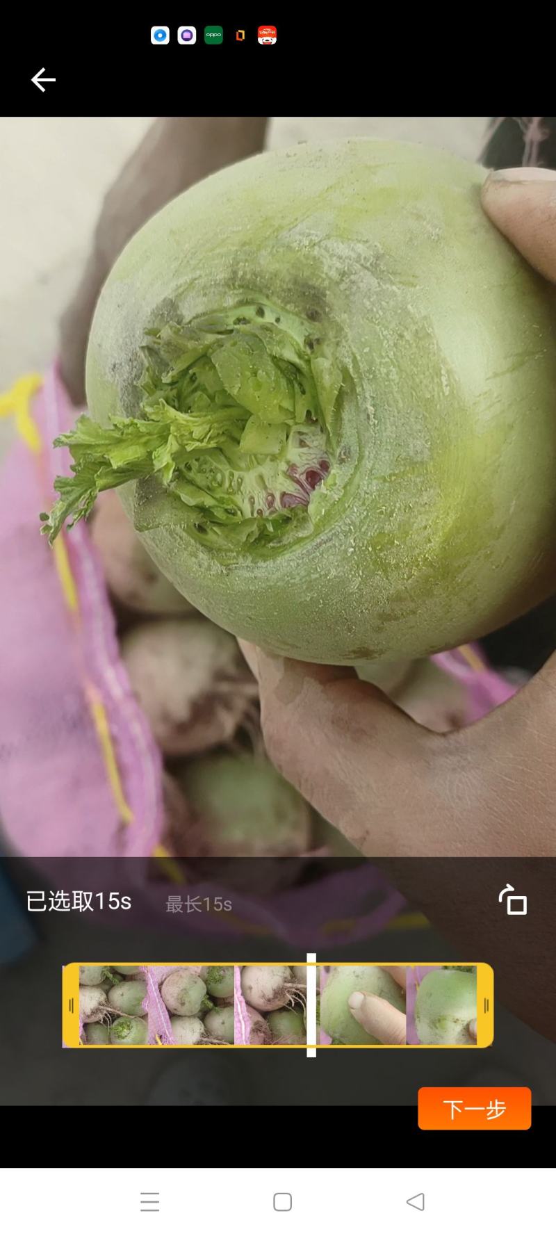 红心萝卜，水果萝卜，青萝卜791，白萝卜，货量大