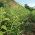 供应乔化苹果苗，矮化苹果苗秦脆，秦阳等20000株