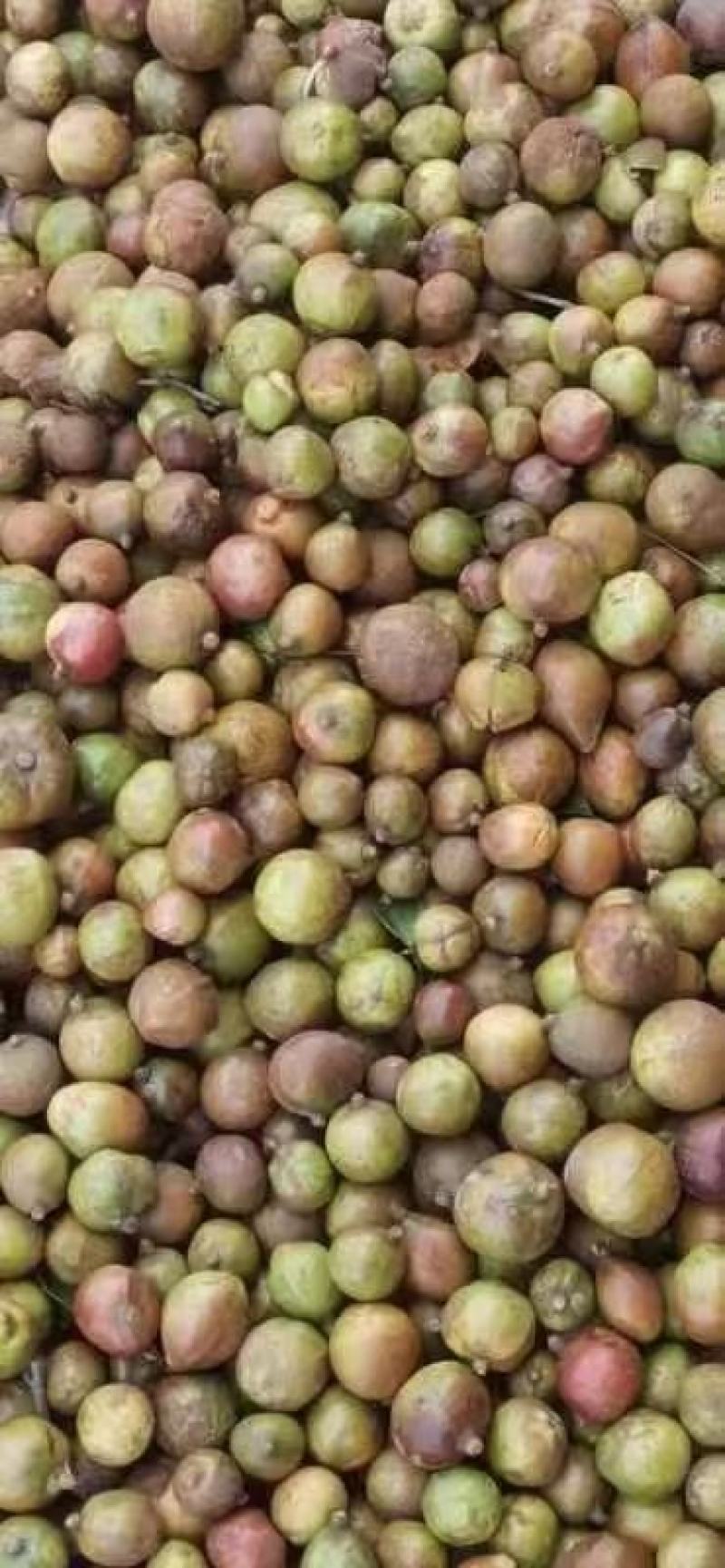 山茶籽油茶籽大量上市。广西河池片区