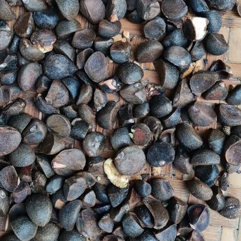 山茶籽油茶籽大量上市。广西河池片区