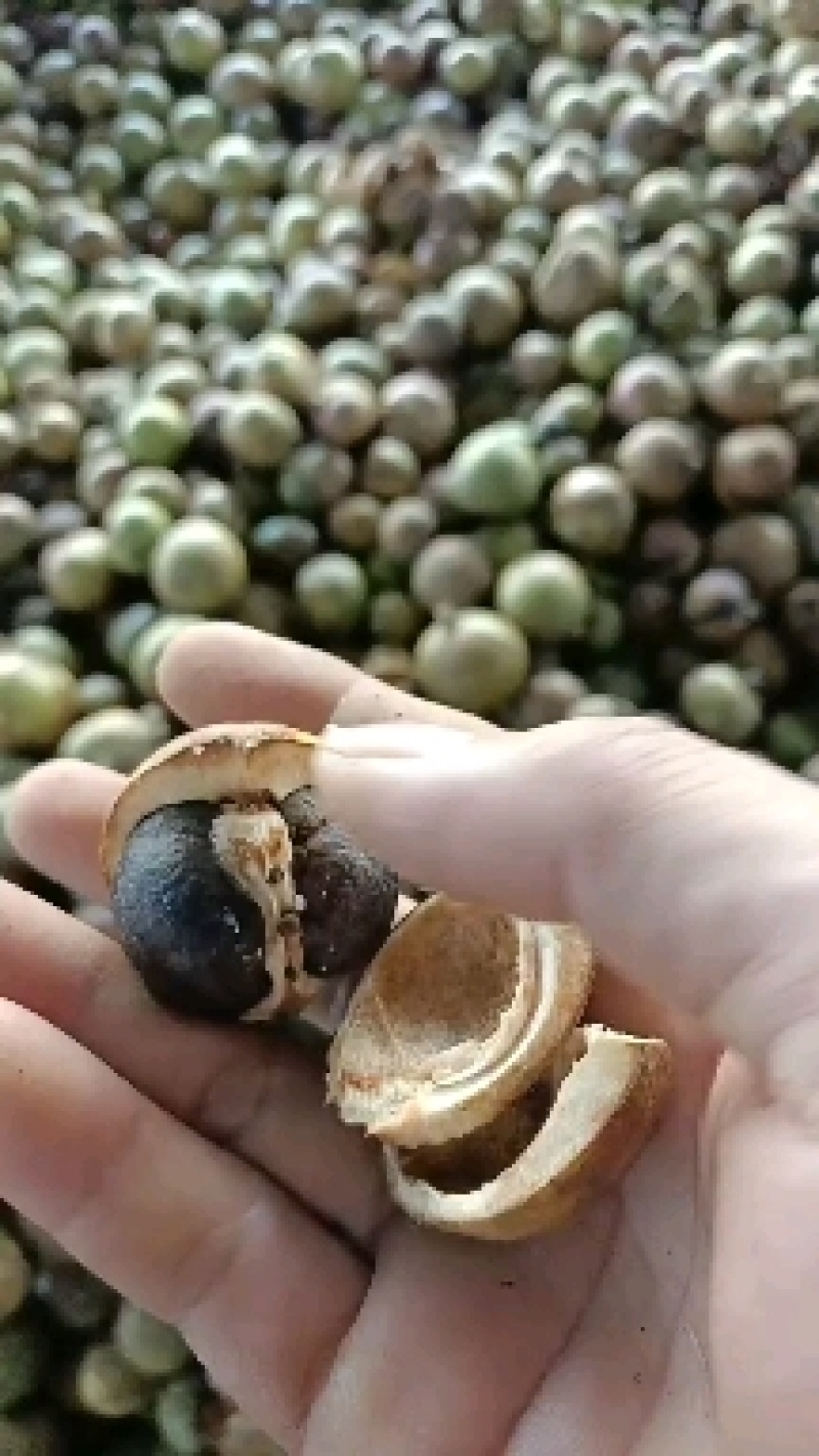 山茶籽油茶籽大量上市。广西河池片区
