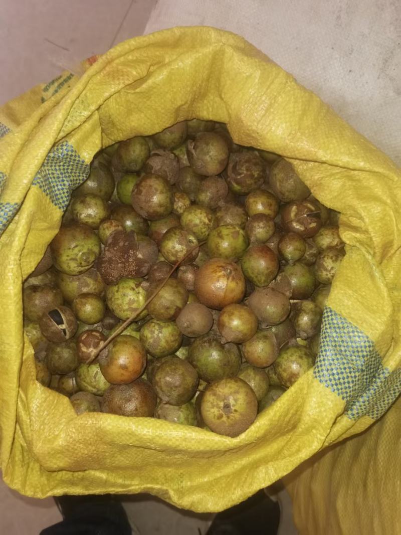 山茶籽油茶籽大量上市。广西河池片区