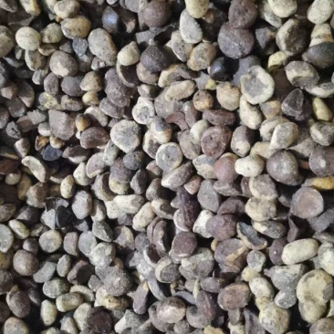 山茶籽油茶籽大量上市。广西河池片区