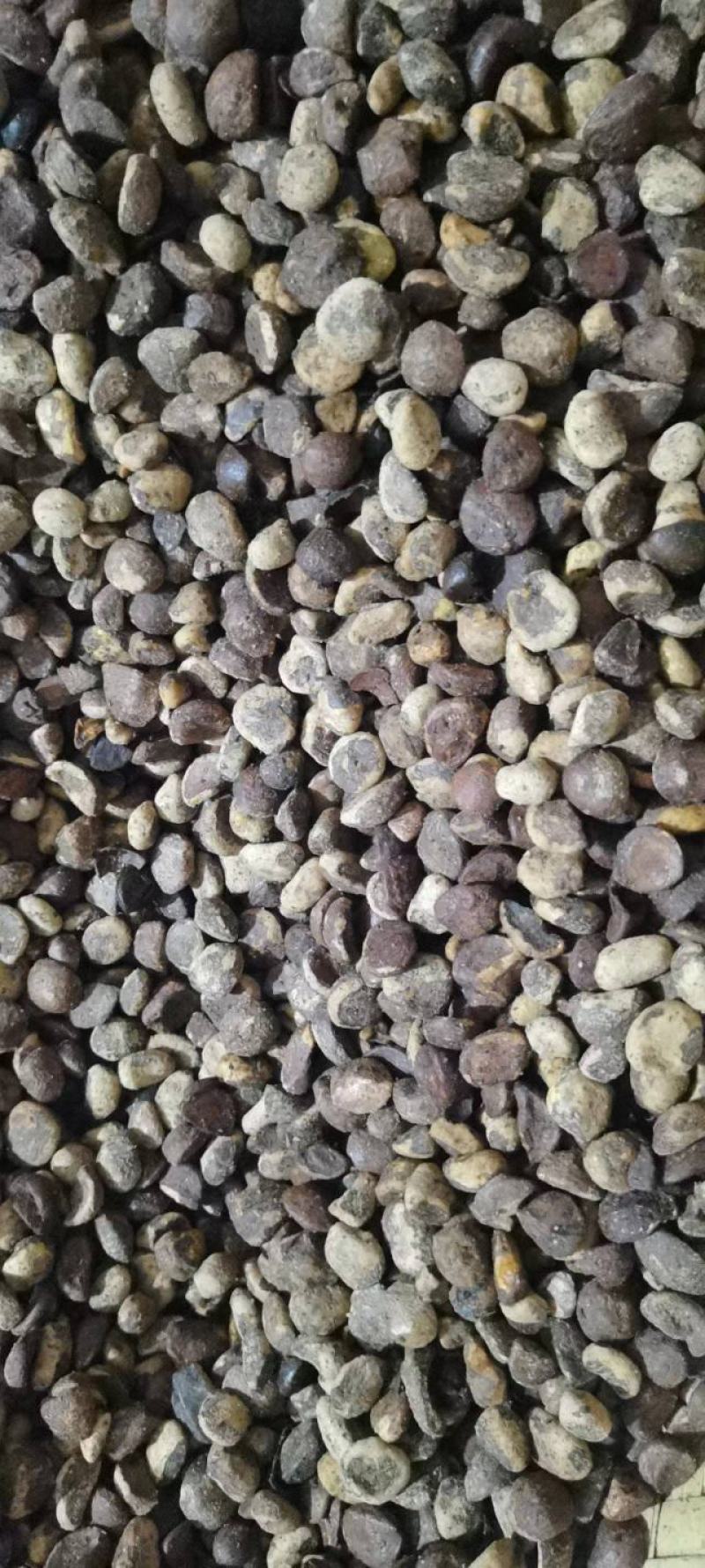 山茶籽油茶籽大量上市。广西河池片区