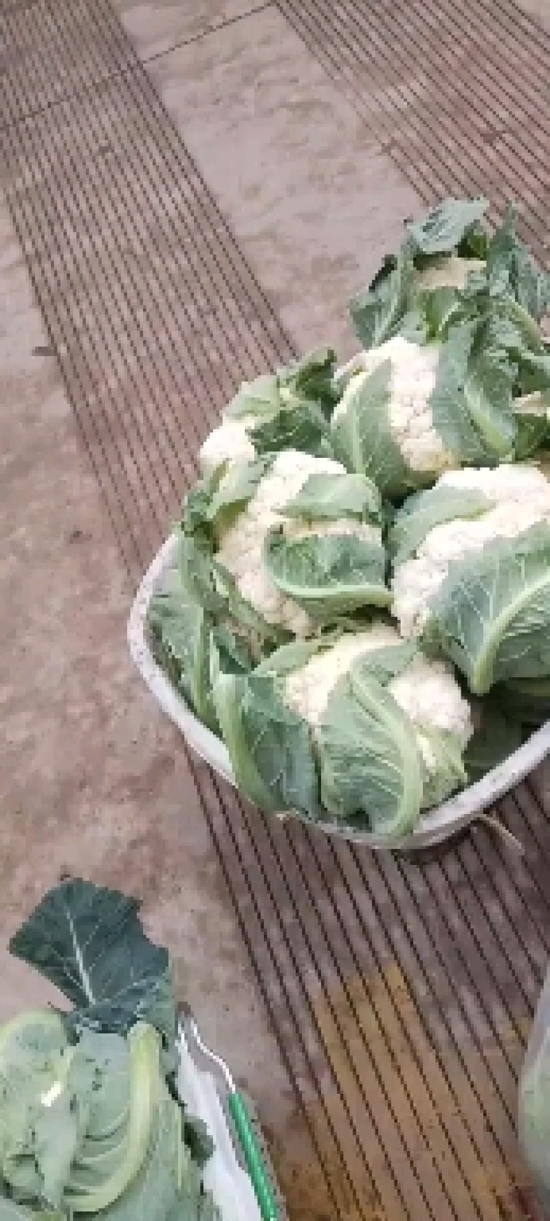 白花菜