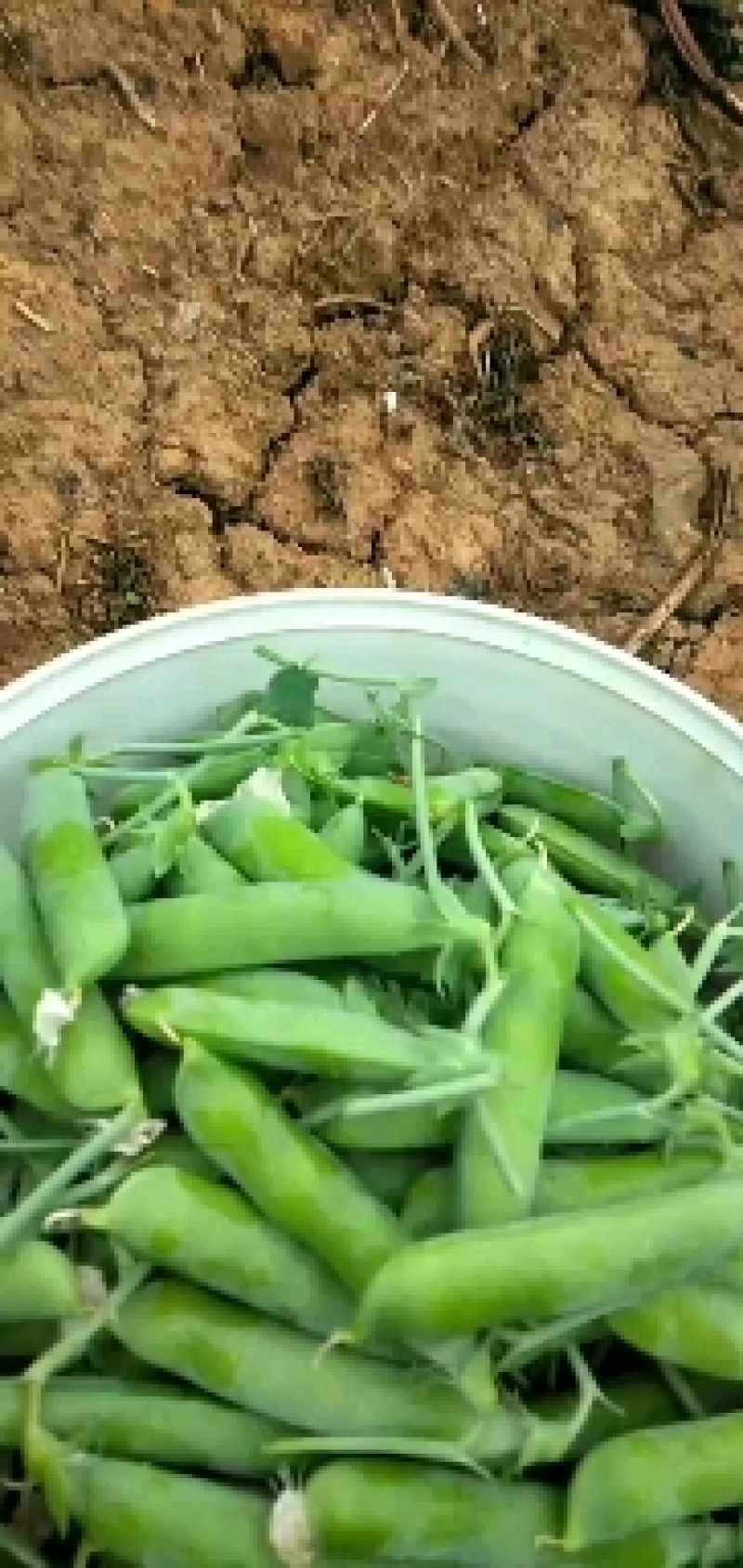 长寿仁甜豌豆