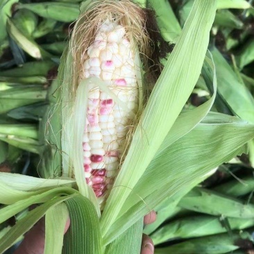 广西糯玉米，产地发货，对接大型批发商，一手货源