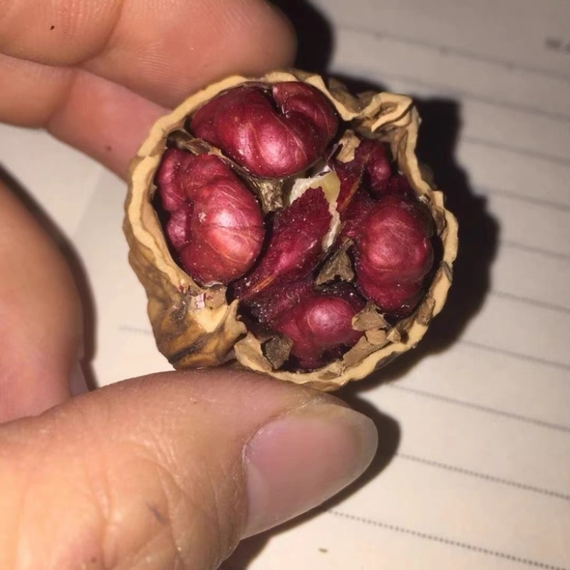 24年【稀有品种】红衣核桃薄皮纸皮核桃红皮核桃