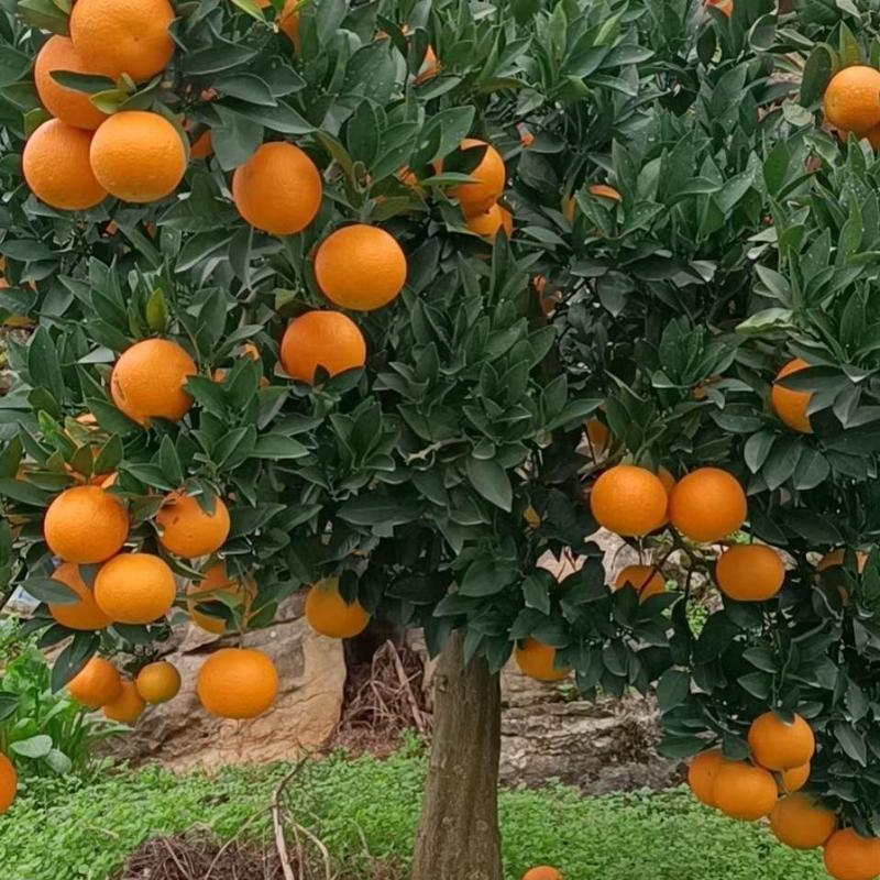 橙子九月红脐橙，产地直发，田头直发，汁水充盈甜度高耐运输