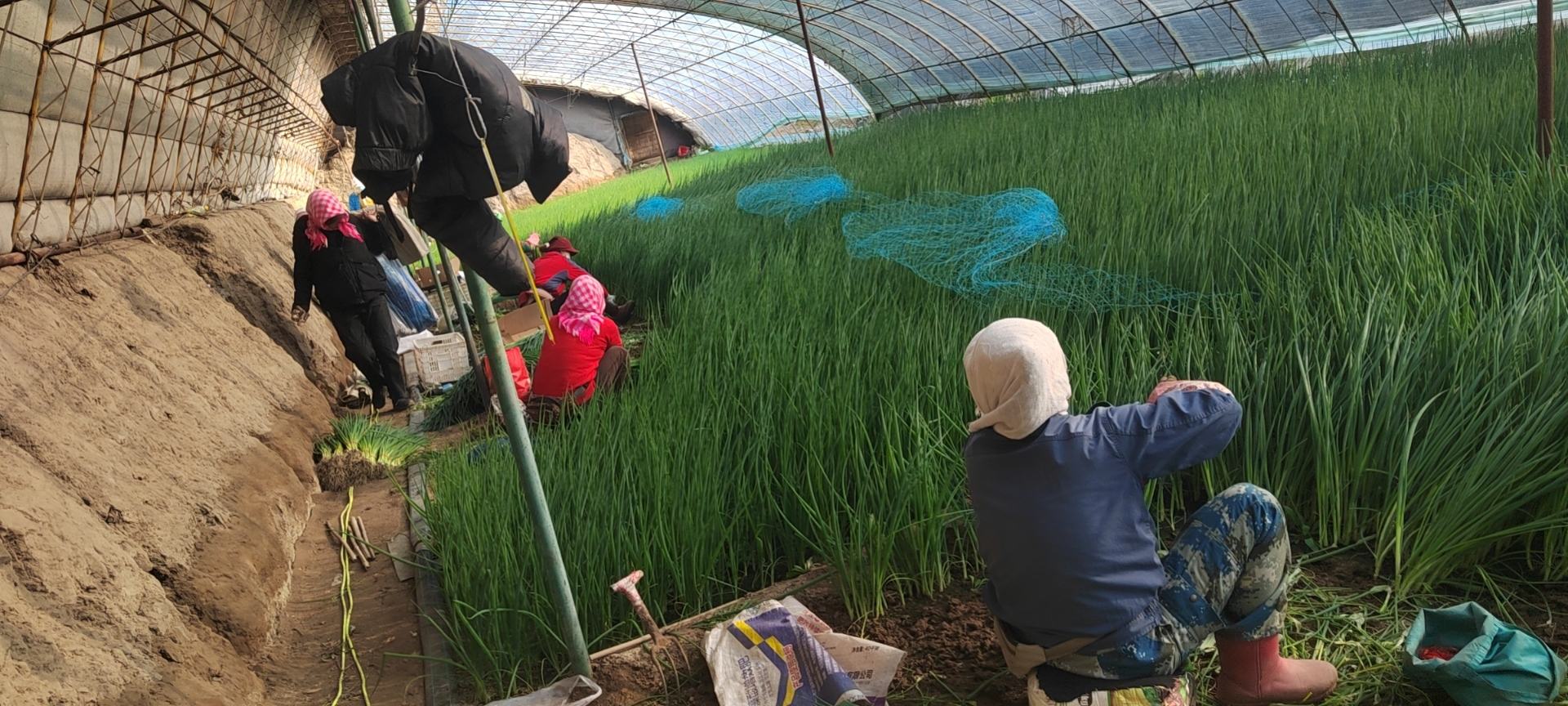 夏季小葱机械化辅助人工采收实景:精准控深起挖、带须根采收、现场分级捆扎,最大限度保持葱白紧实度与贮运寿命 夏季小葱标准化采收作业:工人佩戴手套,用不锈钢小铲从根际5cm处斜切起挖,保留须根2cm,剔除病残叶,按长度分级捆扎(30cm/把),装入透气网袋