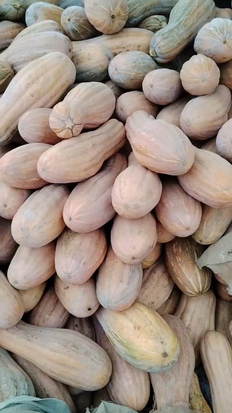 【热卖】蜜本南瓜精品货电商货产地直供量大从优