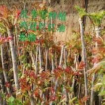 大棚反季节种植鸡冠红红油香椿