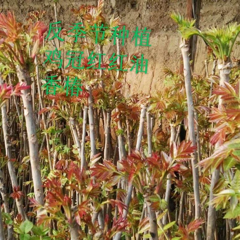 大棚反季节种植鸡冠红红油香椿
