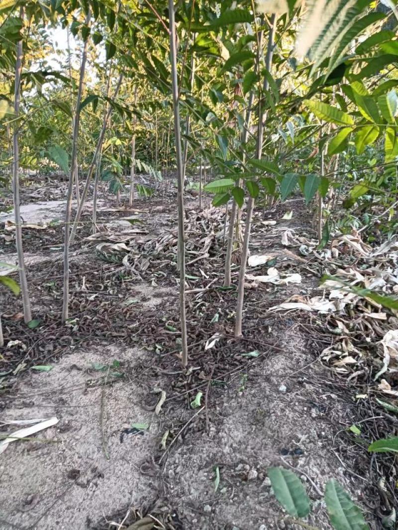 大棚反季节种植鸡冠红红油香椿