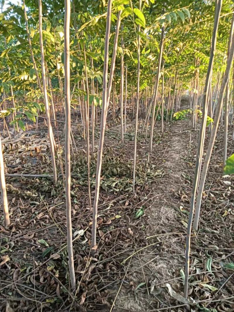 大棚反季节种植鸡冠红红油香椿