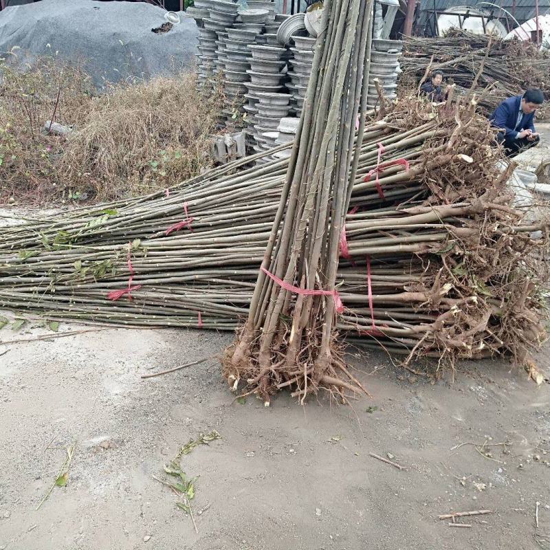 大棚反季节种植鸡冠红红油香椿