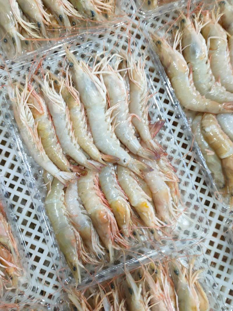 麻虾、芦虾、特大原条海虾真空一斤包装、广西北海快艇靓货