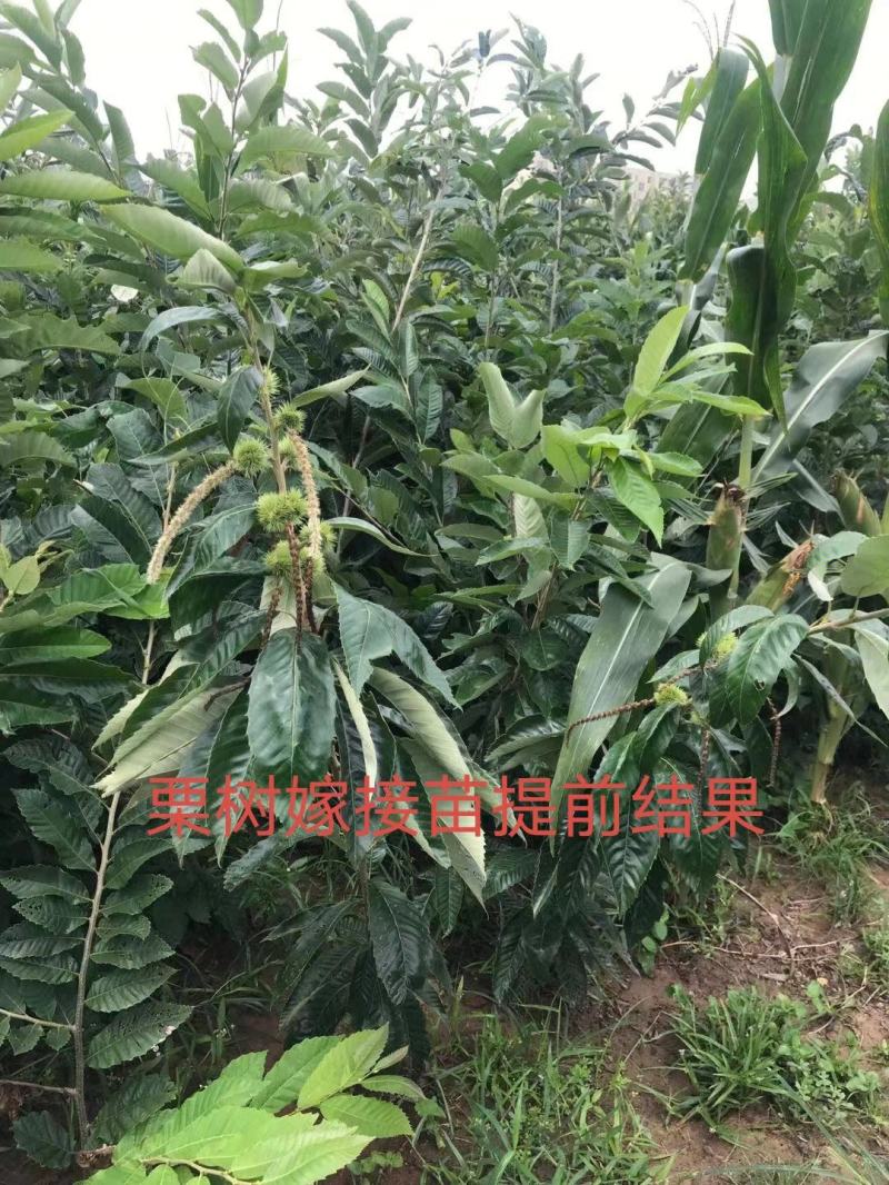 迁西板栗苗保湿发货死苗立补假苗立赔技术指导