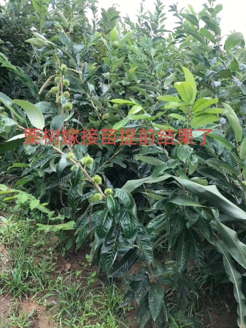 迁西板栗苗保湿发货死苗立补假苗立赔技术指导