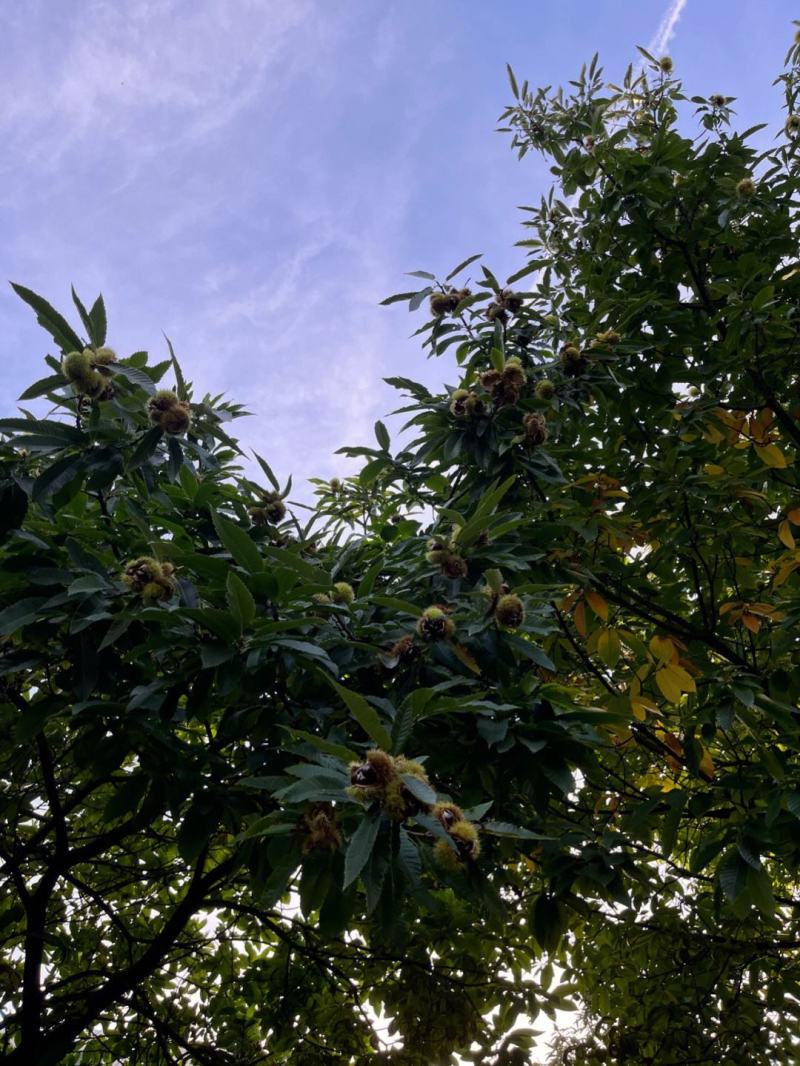油栗板栗苗保湿发货死苗立补假苗立赔技术指导