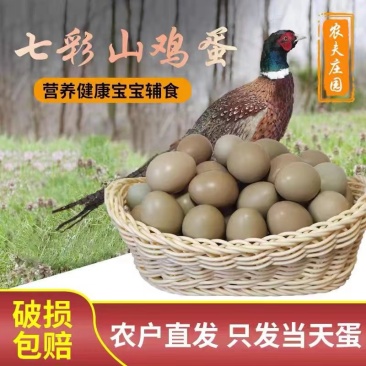 【热卖】自家养殖厂，常年供七彩山鸡蛋货源充足质优价廉欢