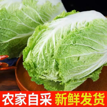 精品大白菜，价格优惠，产地一手货源质量保证，可发全国