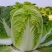 【优质】安徽大白菜无虫眼，精品大白菜，量大质优全国供应！