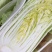 【优质】安徽大白菜无虫眼，精品大白菜，量大质优全国供应！