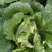 【优质】安徽大白菜无虫眼，精品大白菜，量大质优全国供应！