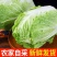 【优质】安徽大白菜无虫眼，精品大白菜，量大质优全国供应！