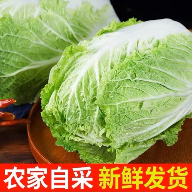 【优质】安徽大白菜无虫眼，精品大白菜，量大质优全国供应！