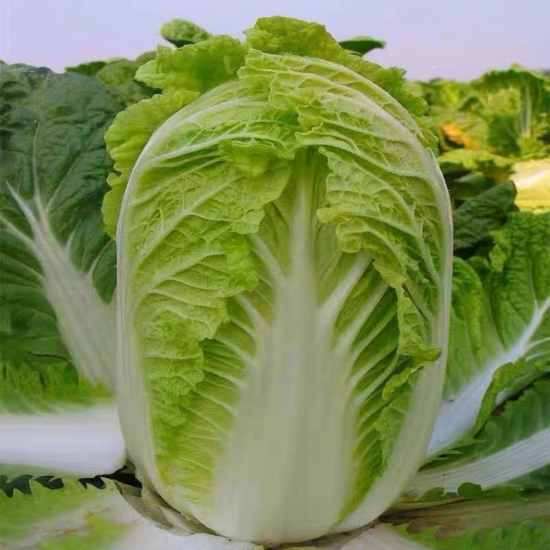 安徽大白菜，精品大白菜质量保证，量大从优全国供应