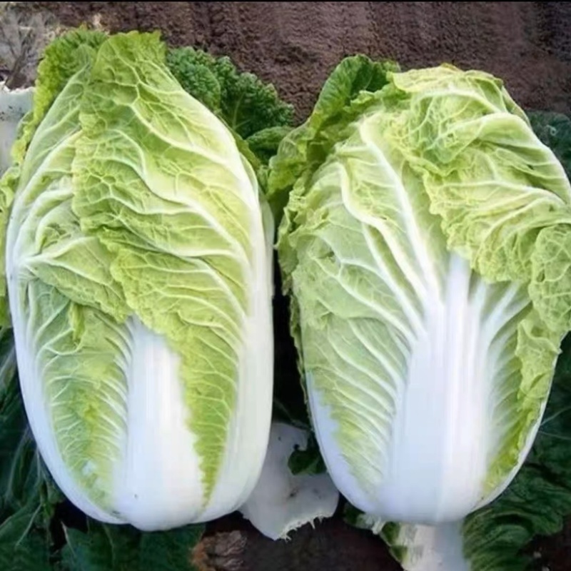 安徽大白菜，精品大白菜质量保证，量大从优全国供应