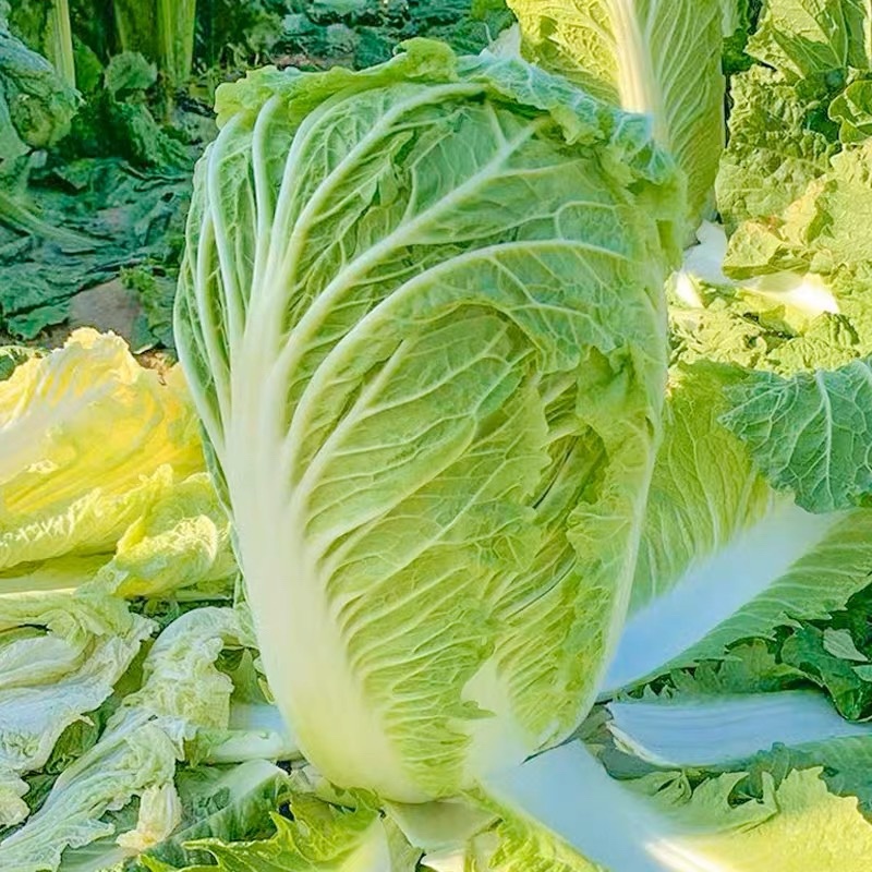 安徽大白菜，精品大白菜质量保证，量大从优全国供应