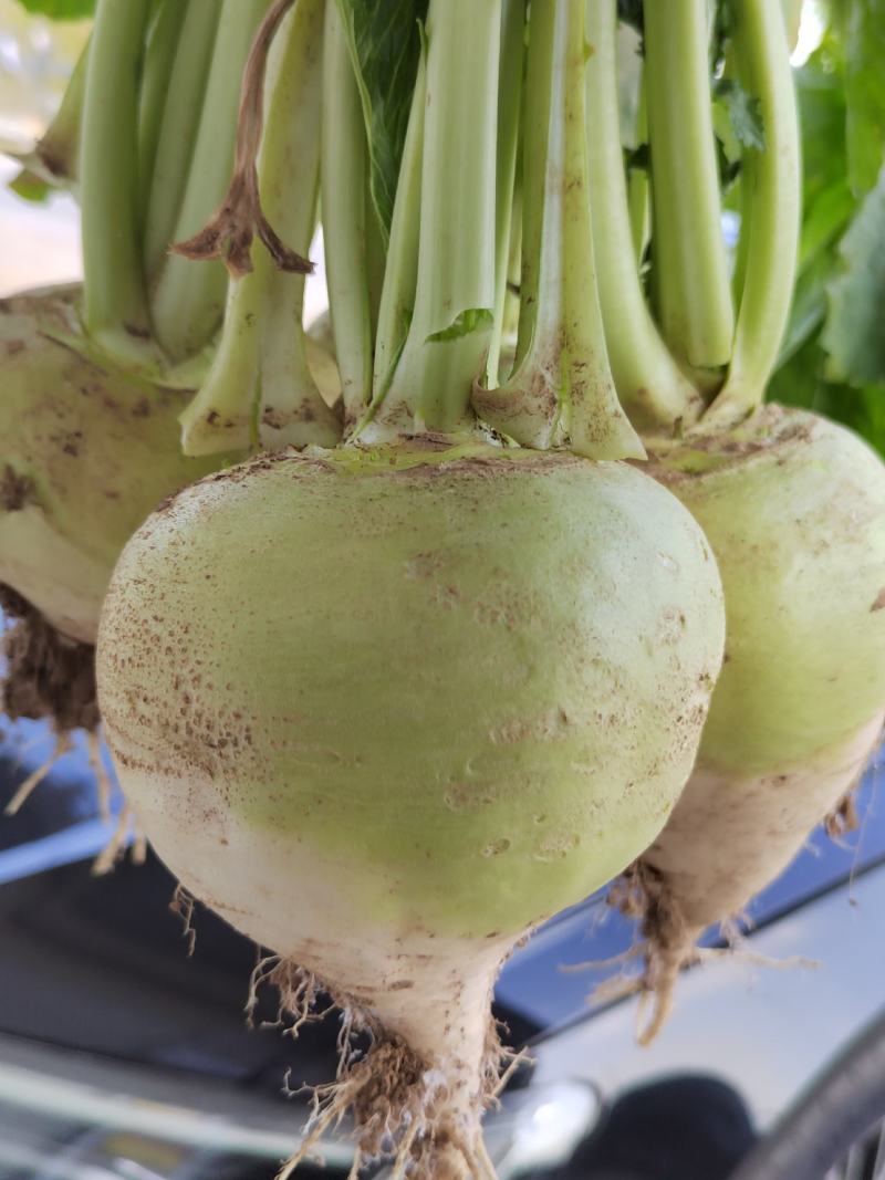 欢迎老板来我们这里收购大头菜，量大质量更好