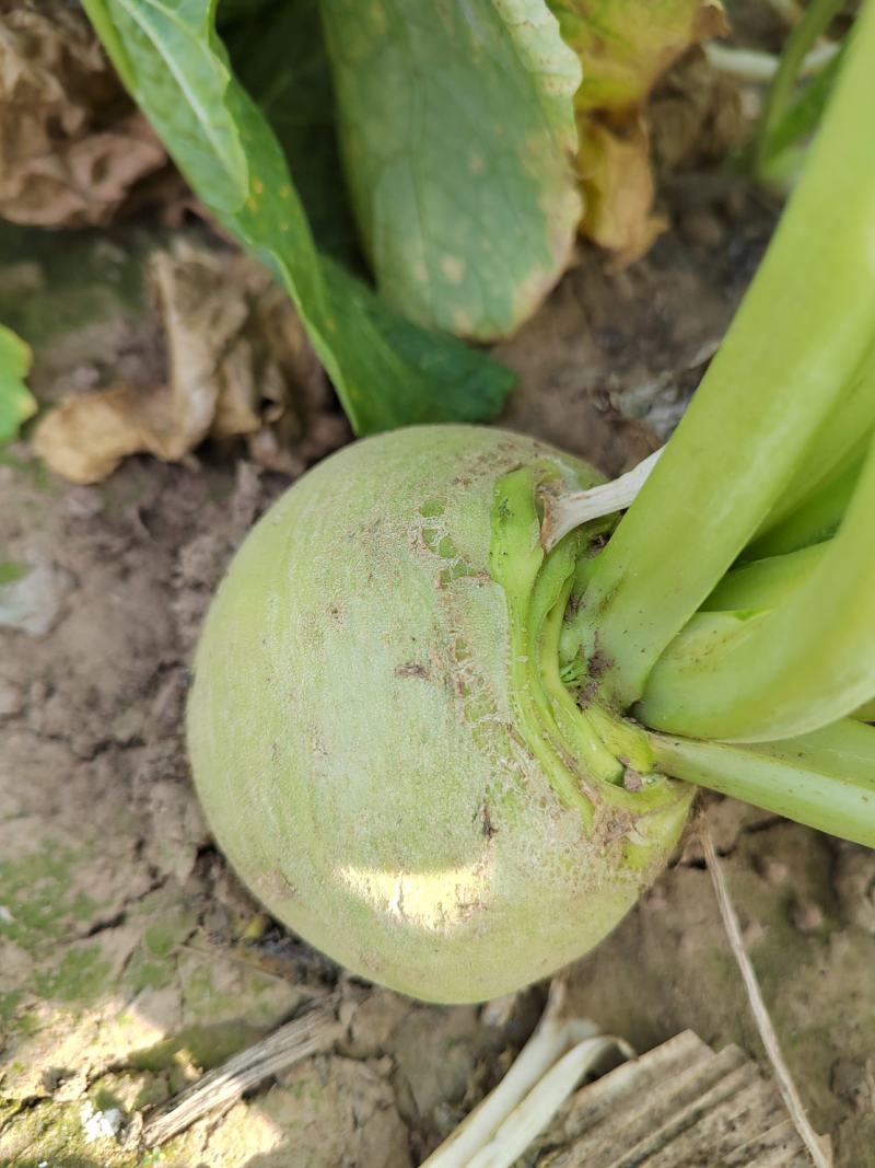 欢迎老板来我们这里收购大头菜，量大质量更好