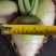 欢迎老板来我们这里收购大头菜，量大质量更好