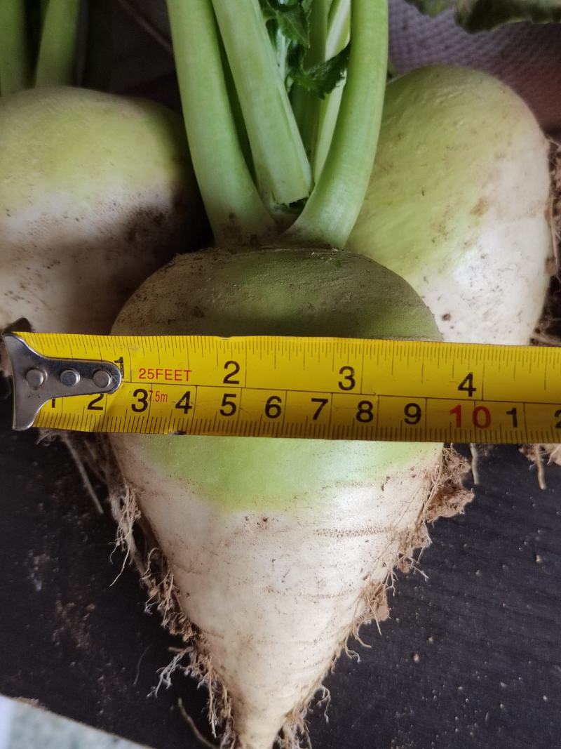 欢迎老板来我们这里收购大头菜，量大质量更好