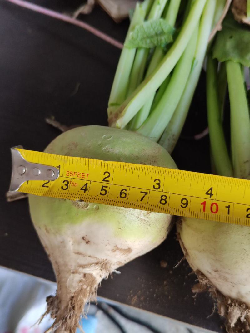 欢迎老板来我们这里收购大头菜，量大质量更好