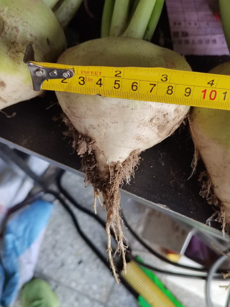 欢迎老板来我们这里收购大头菜，量大质量更好