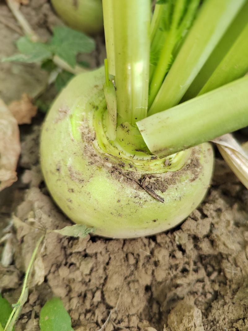 欢迎老板来我们这里收购大头菜，量大质量更好
