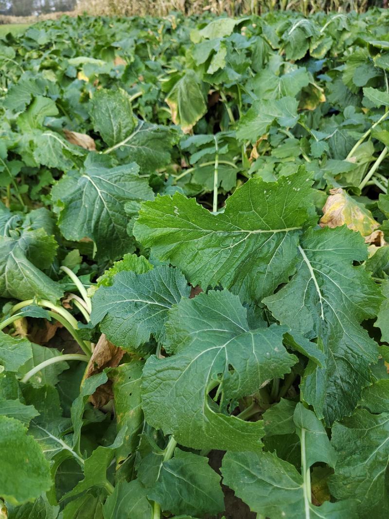 欢迎老板来我们这里收购大头菜，量大质量更好