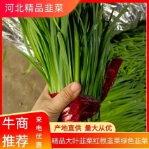 【精品】河北绿色大叶韭菜红根韭菜种植大户常年供应商超档口