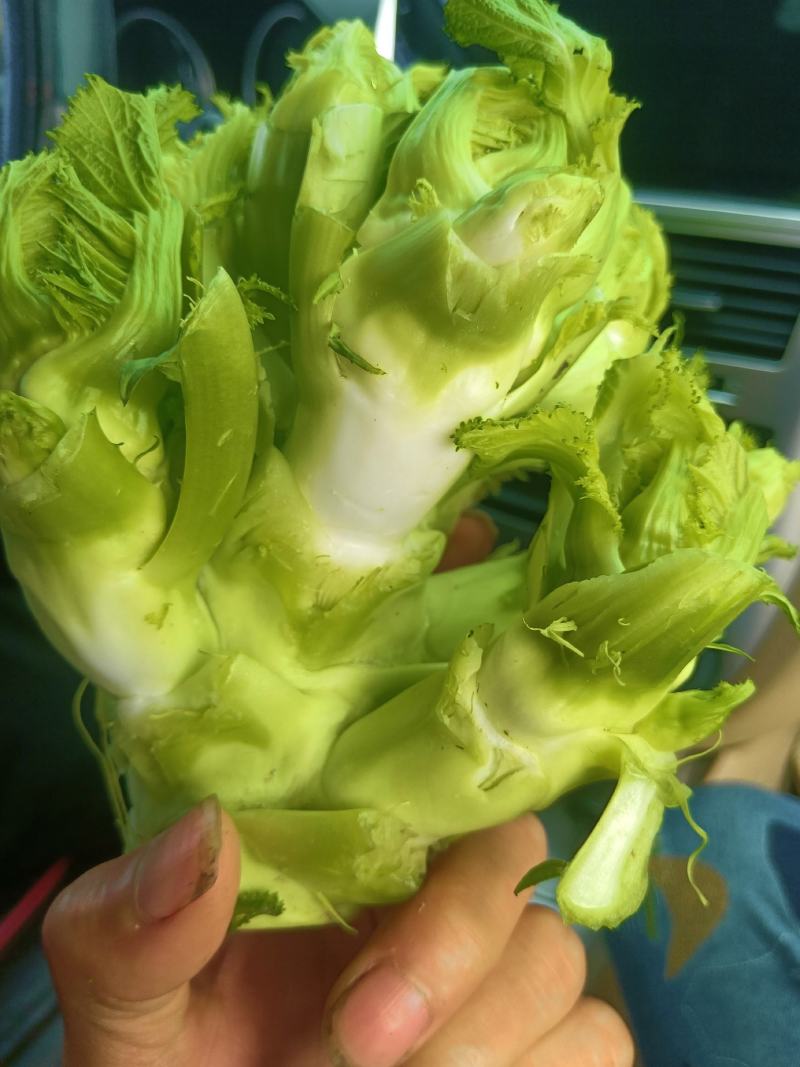 新鲜儿菜，产地四川彭州