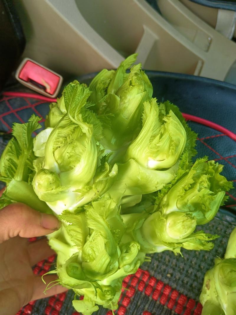 新鲜儿菜，产地四川彭州
