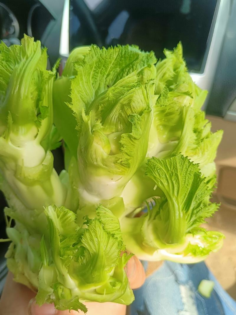 新鲜儿菜，产地四川彭州