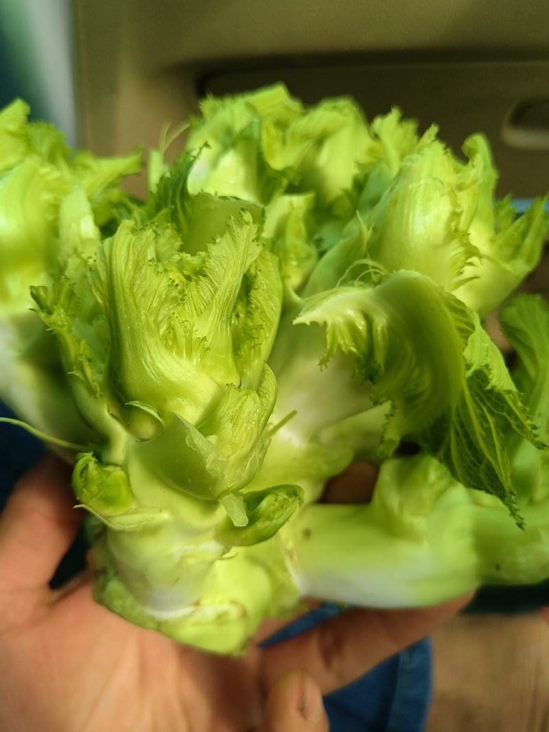 新鲜儿菜，产地四川彭州