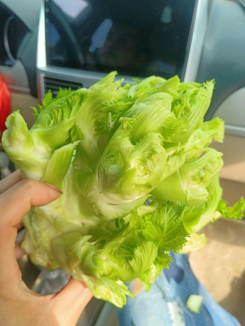 新鲜儿菜，产地四川彭州