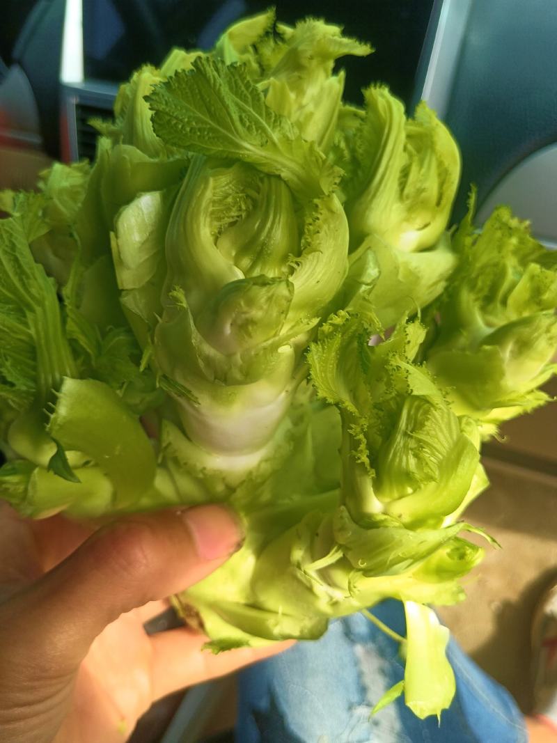 新鲜儿菜，产地四川彭州
