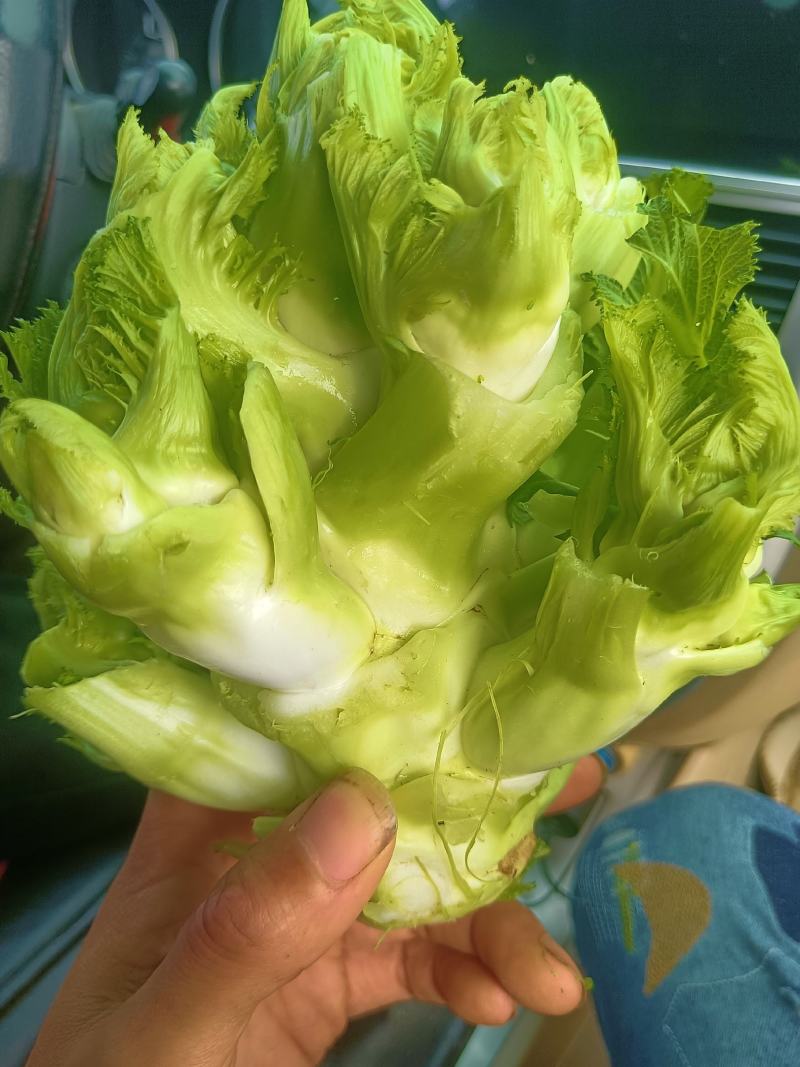 新鲜儿菜，产地四川彭州